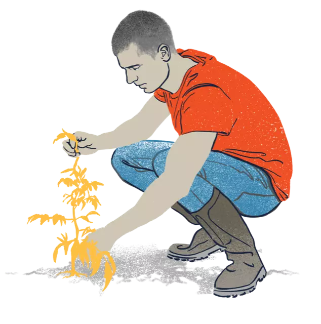 Person planting a tree